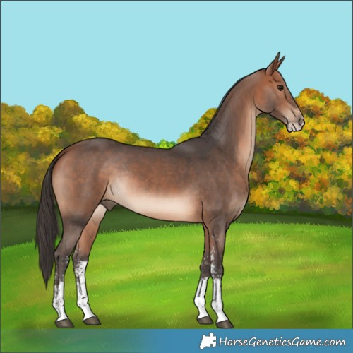 Horse Color:Bay Sabino Rabicano