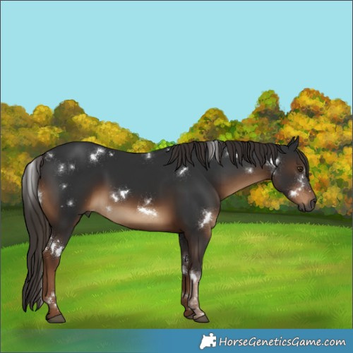 Horse Color:Gray White Spotted Liver Chestnut 