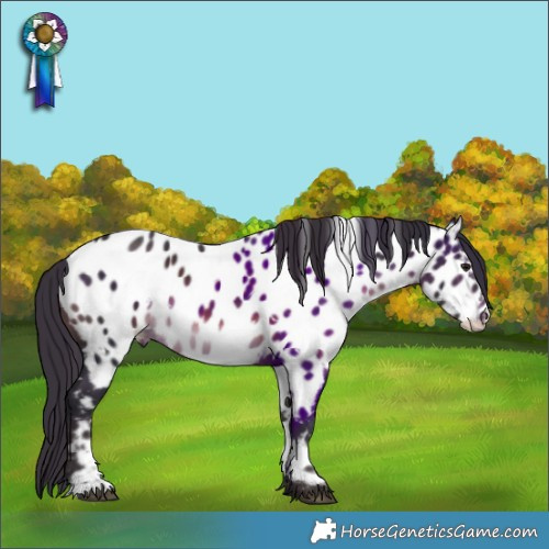 Horse Color:White Spotted Brown Appaloosa Rabicano 
