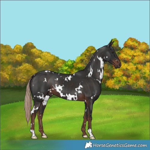 Horse Color:White Spotted Liver Chestnut