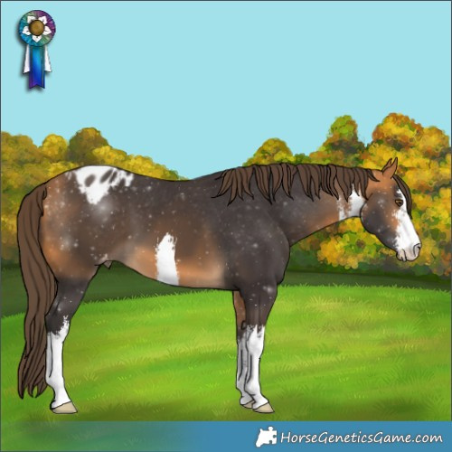 Horse Color:White Spotted Buckskin Varnish 