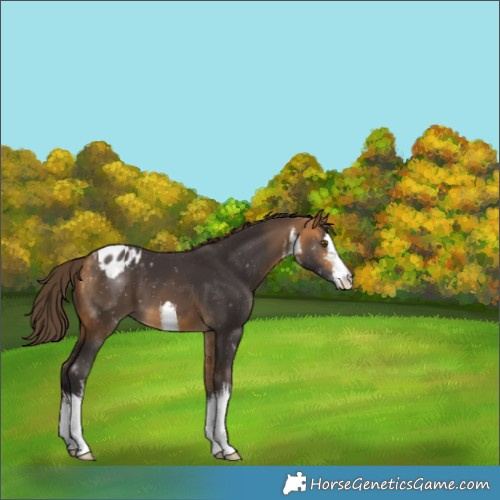 Horse Color:White Spotted Buckskin Appaloosa
