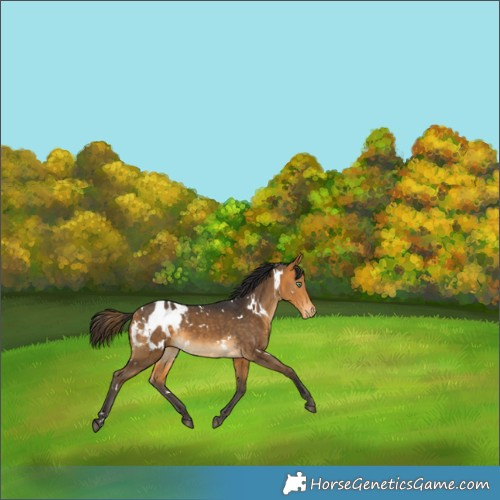Horse Color:White Spotted Buckskin Appaloosa Rabicano