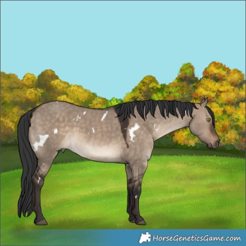 Horse Color:White Spotted Brown Dun Rabicano