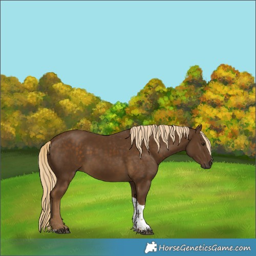 Horse Color:Chocolate Palomino Tobiano