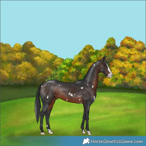 Horse Color:White Spotted Brown Splash Rabicano