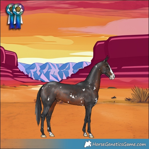Horse Color:White Spotted Brown Splash Rabicano