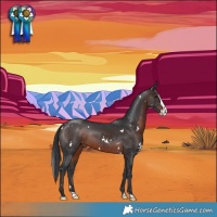 Horse Color:White Spotted Brown Splash Rabicano