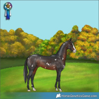 Horse Color:White Spotted Brown Splash Rabicano 