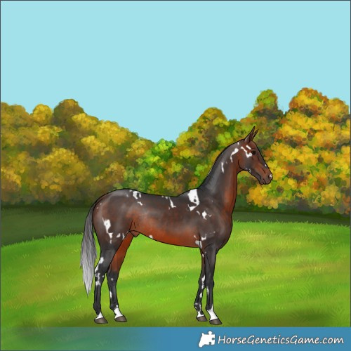 Horse Color:White Spotted Bay Rabicano
