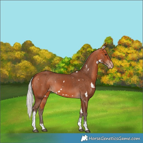 Horse Color:White Spotted Silver Bay Tobiano Varnish
