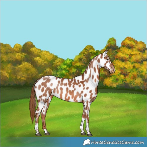 Horse Color:Chestnut Tobiano Leopard 