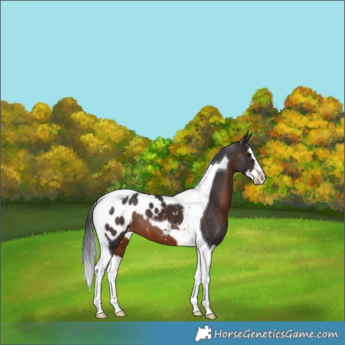 Horse Color:White Spotted Brown Splash Tobiano Appaloosa