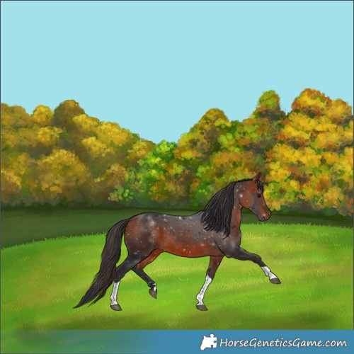 Horse Color:Bay Tobiano 