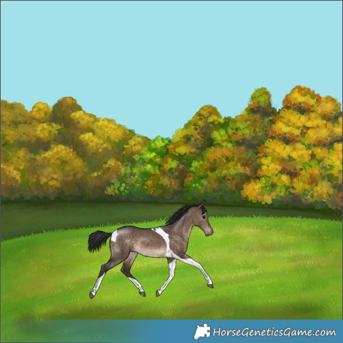 Horse Color:Brown Dun Tobiano 