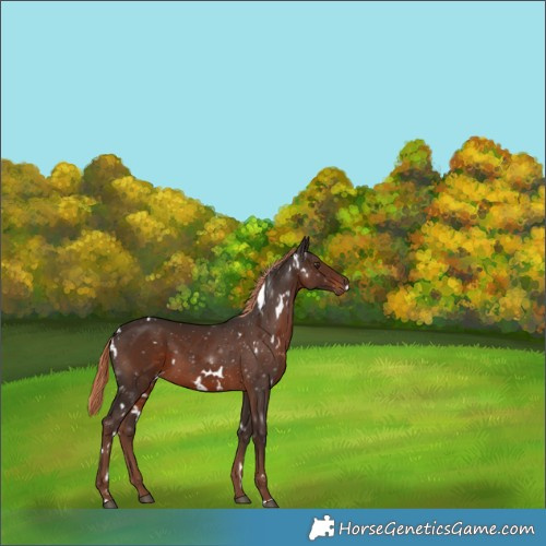 Horse Color:White Spotted Liver Chestnut