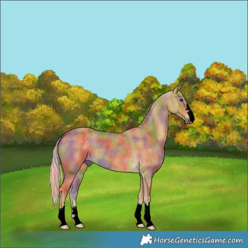 Horse Color:Void Nacre Palomino Rabicano 