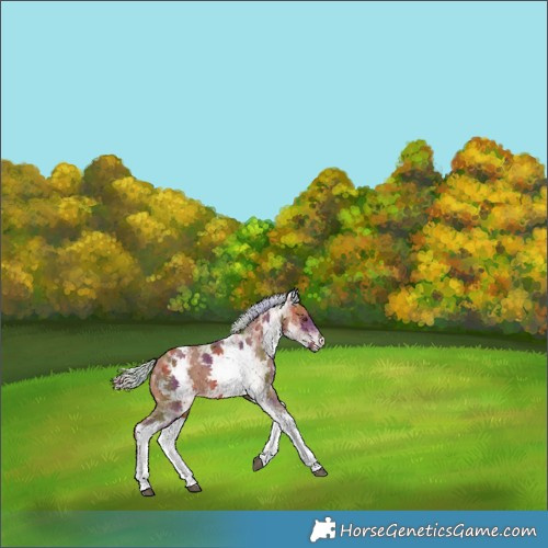 Horse Color:Nacre White Spotted Silver Bay 