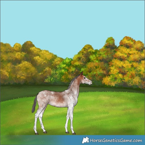 Horse Color:White Spotted Bay 
