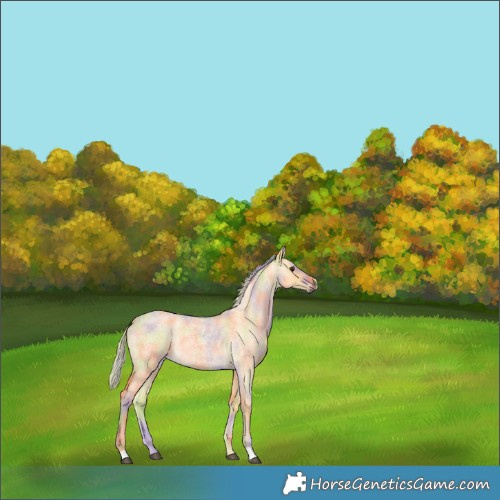 Horse Color:Nacre Palomino Roan