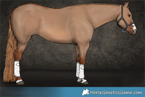 Horse Color:Red Dun