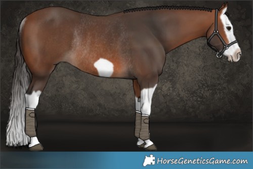Horse Color:Bay Splash Frame Rabicano