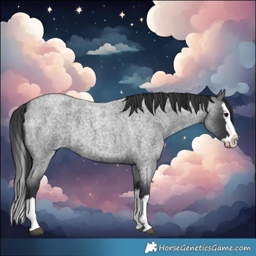 Horse Color:Blue Roan Splash