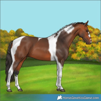 Horse Color:Bay Tobiano 