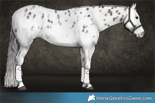 Horse Color:Bay Sabino Splash Leopard  and Bay Sabino Splash Leopard Rabicano 