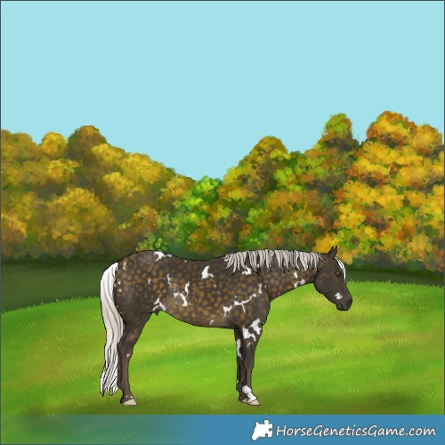 Horse Color:White Spotted Silver Buckskin Rabicano