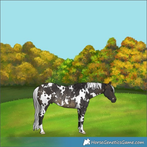 Horse Color:White Spotted Buckskin Rabicano