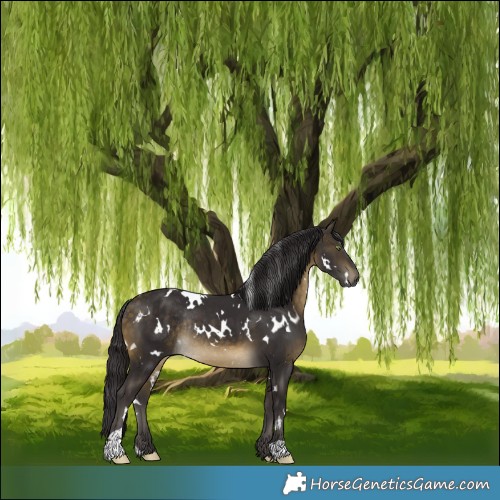Horse Color:White Spotted Buckskin Rabicano