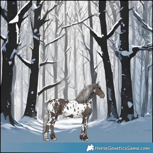 Horse Color:White Spotted Silver Black Skewed Appaloosa