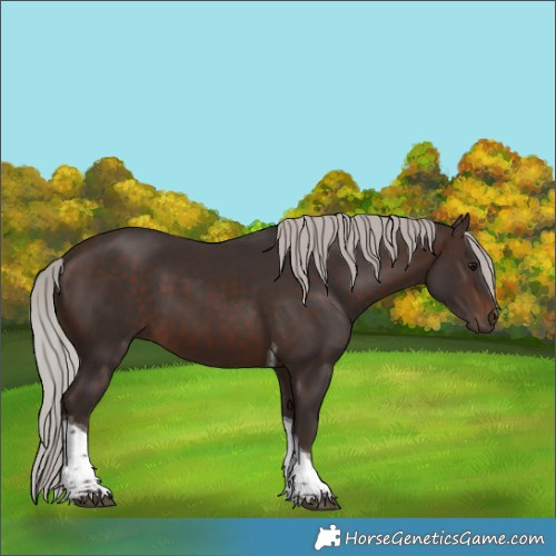 Horse Color:Silver Brown Tobiano Rabicano 
