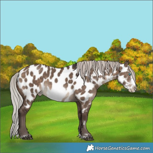 Horse Color:Silver Brown Dun Splash Frame Appaloosa