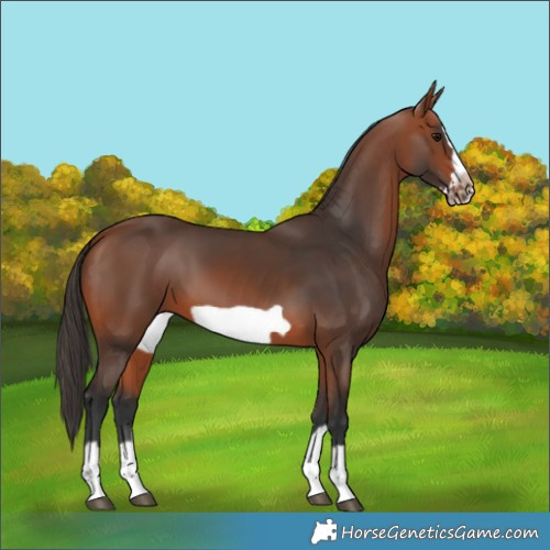 Horse Color:Bay Splash Frame Rabicano 