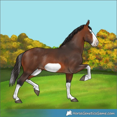 Horse Color:Bay Splash Frame Rabicano 