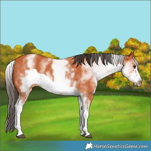 Horse Color:White Spotted Bay Frame
