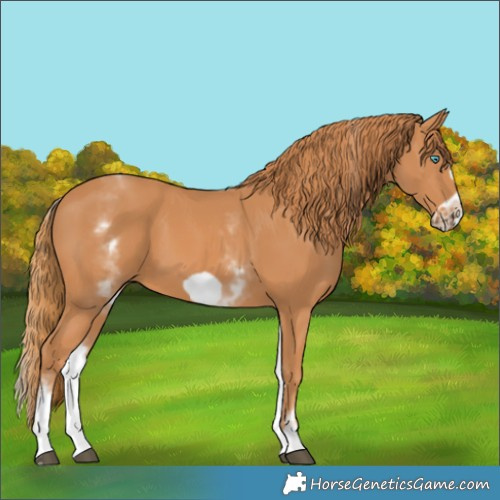 Horse Color:White Spotted Chestnut Frame