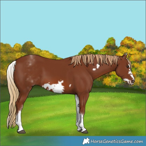 Horse Color:White Spotted Chestnut Frame