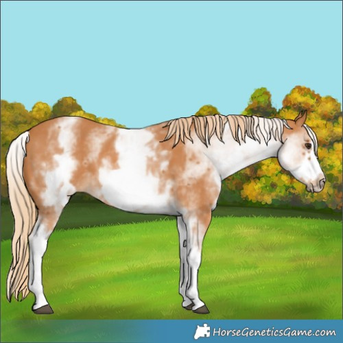 Horse Color:White Spotted Chestnut Frame 