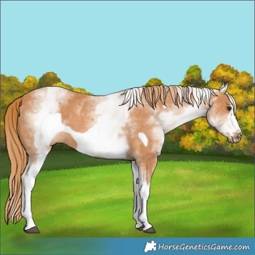 Horse Color:White Spotted Chestnut Frame