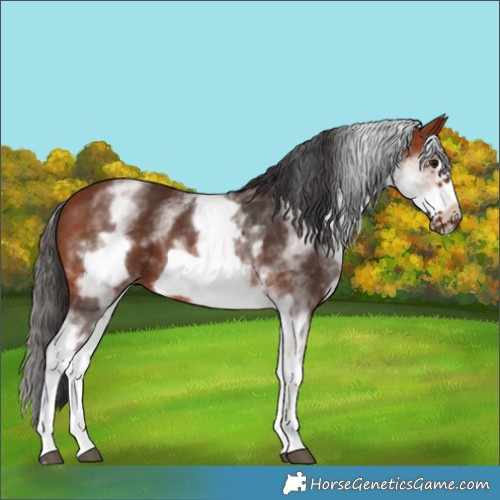 Horse Color:White Spotted Bay Frame