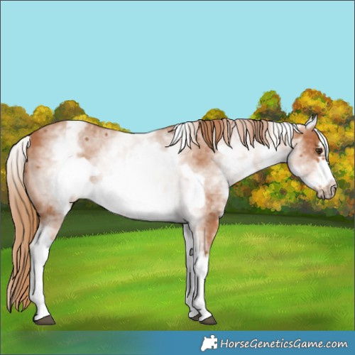Horse Color:White Spotted Chestnut Frame