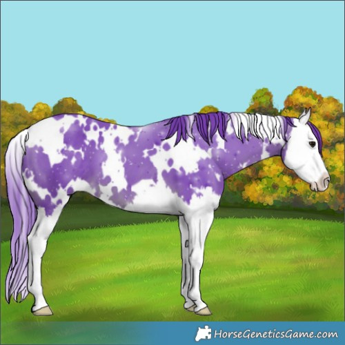 Horse Color:Watercolor White Spotted Brown Splash 