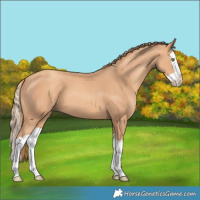 Horse Color:Gold Champagne Splash