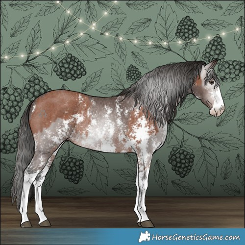 Horse Color:Chestnut Sabino Rabicano  and Gray Bay Sabino Rabicano 