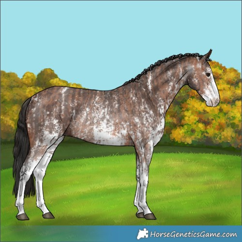 Horse Color:Bay Sabino Rabicano  and Gray Bay Sabino Rabicano 