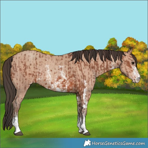 Horse Color:Bay Sabino Rabicano and Amber Champagne Sabino Rabicano