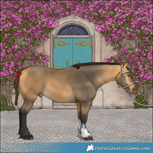 Horse Color:Buckskin Sabino